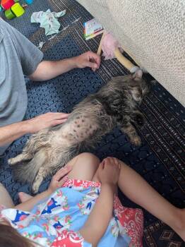 Domestic Long Hair Cats Available for Adoption in Youngsville, North Carolina - Gemstone26 | PetCurious