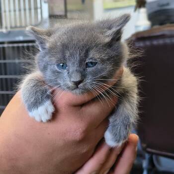 Daw - Missy -  Domestic Short Hair Cat for Adoption in Moses Lake, Washington - Daw - Missy | PetCurious