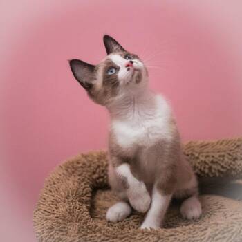 Javari -  Siamese and Domestic Short Hair Cat for Adoption in St. Augustine, Florida - Javari | PetCurious