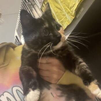 Ariel -  Domestic Short Hair Cat for Adoption in Bristol, Indiana - Ariel | PetCurious