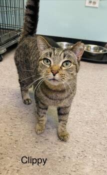 Rescue Domestic Short Hair Cats for Adoption in Muskegon, Michigan - CLIPPY | PetCurious