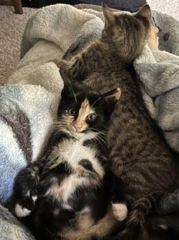 Lovie -  Domestic Short Hair Cat for Adoption in Chamblee, Georgia - Lovie | PetCurious