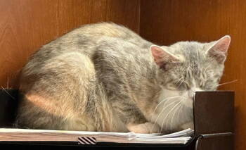 Rescue Tabby and Dilute Calico Cats for Adoption - Allison | PetCurious