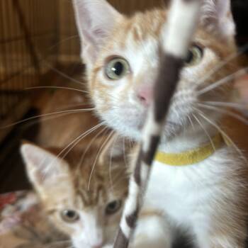 Rescue Domestic Short Hair Cats for Adoption in Bryan, Texas - Rust | PetCurious