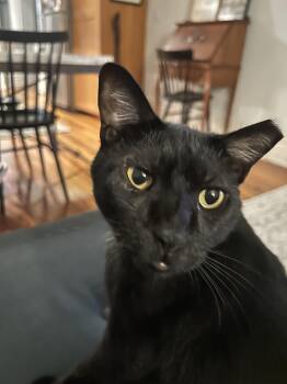 Rescue Domestic Short Hair Cats for Adoption - Jack | PetCurious