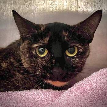 Domestic Short Hair Cats Available for Adoption - Athena | PetCurious