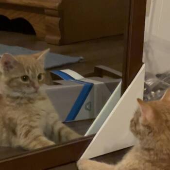 Domestic Short Hair Cats Available for Adoption - Bumper | PetCurious