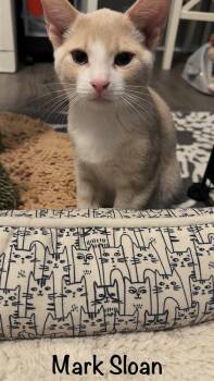 Domestic Short Hair Cats Available for Adoption in West Mifflin, Pennsylvania - Mark Sloan | PetCurious