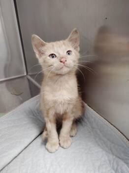 Domestic Short Hair Cats Available for Adoption in Republic, Missouri - Denali | PetCurious