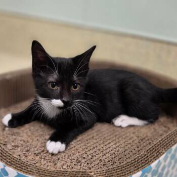 Storm(Sheila Kitten 2) -  Domestic Long Hair Cat for Adoption in Briarcliff Manor, New York - Storm(Sheila Kitten 2) | PetCurious