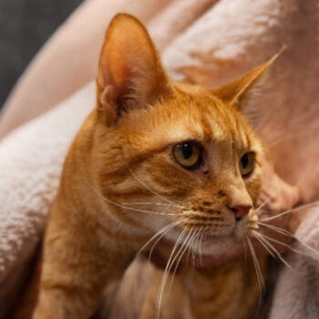 Rescue Domestic Short Hair Cats for Adoption in Mocksville, North Carolina - Minnie | PetCurious