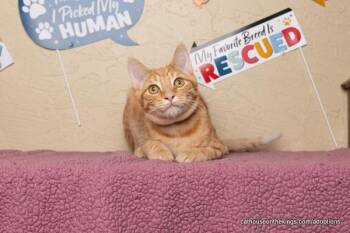 Rescue Tabby Cats for Adoption in Parlier, California - Andy | PetCurious