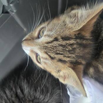 Gracie 3 -  Domestic Short Hair Cat for Adoption - Gracie 3 | PetCurious