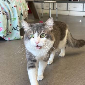 Lucky -  Domestic Long Hair Cat for Adoption in Grass Valley, California - Lucky | PetCurious