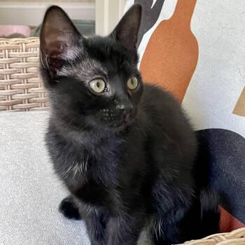 Keepsake -  Domestic Short Hair Cat for Adoption in Richmond, Virginia - Keepsake | PetCurious