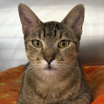 Scarlet -  Domestic Short Hair Cat for Adoption in Ottawa, Kansas - Scarlet | PetCurious