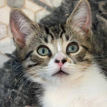 Sugar Cookie -  Domestic Short Hair Cat for Adoption in Los Angeles, California - Sugar Cookie | PetCurious