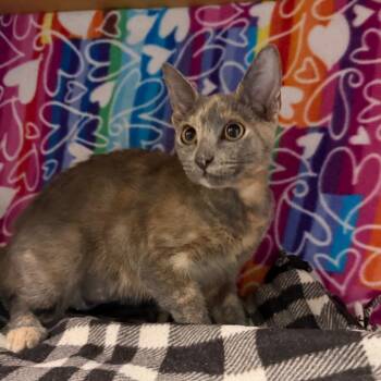 Kasey -  Domestic Short Hair Cat for Adoption - Kasey | PetCurious