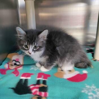 Domestic Medium Hair Cats Available for Adoption - Mistletoe | PetCurious