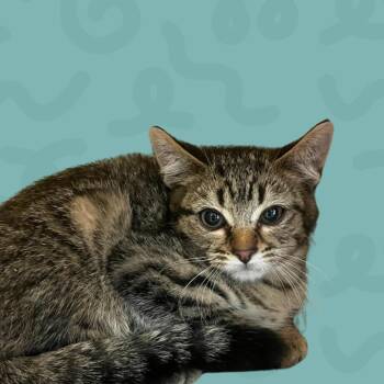 Engelburt -  Domestic Short Hair Cat for Adoption in Reno, Nevada - Engelburt | PetCurious