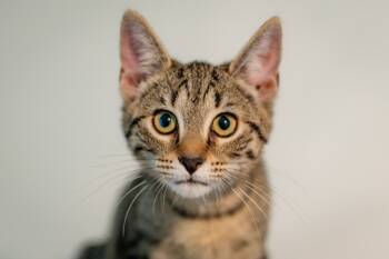 Rescue Domestic Short Hair Cats for Adoption in Hampton, Virginia - Betty | PetCurious