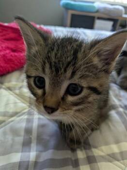 EMMIT -  Domestic Short Hair Cat for Adoption in Colorado Springs, Colorado - EMMIT | PetCurious