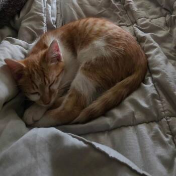 Elmo C12529 -  Domestic Short Hair Cat for Adoption - Elmo C12529 | PetCurious