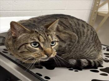 Domestic Short Hair Cats Available for Adoption - OLLIE | PetCurious