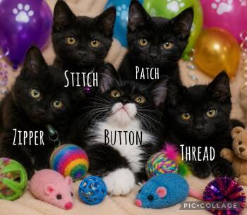 Thread -Purple Collar -  Domestic Short Hair Cat for Adoption in San Tan Valley, Arizona - Thread -Purple Collar | PetCurious