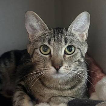 Savanna -  Domestic Short Hair Cat for Adoption in Reno, Nevada - Savanna | PetCurious