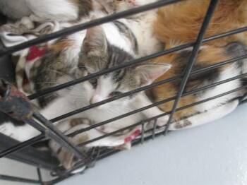 A385263 -  Domestic Short Hair Cat for Adoption in Ocala, Florida - A385263 | PetCurious