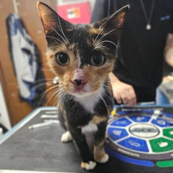 Domestic Short Hair Cats Available for Adoption - Kimbap | PetCurious