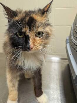 Crowley -  Domestic Long Hair Cat for Adoption in Cincinnati, Ohio - Crowley | PetCurious