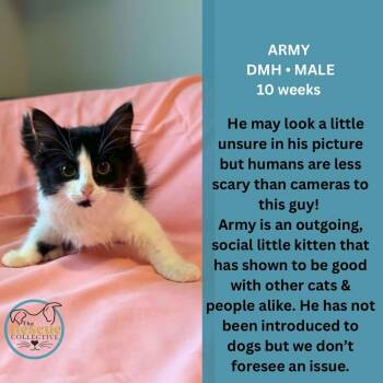 Army -  Domestic Medium Hair Cat for Adoption in Clive, Alberta - Army | PetCurious