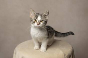 Domestic Medium Hair Cats Available for Adoption - Zinnia | PetCurious