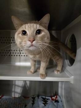 Domestic Short Hair Cats Available for Adoption in Casper, Wyoming - DUNE | PetCurious