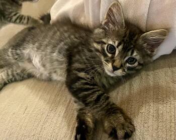 Ozzy -  Domestic Medium Hair Cat for Adoption in Manchester, Maryland - Ozzy | PetCurious