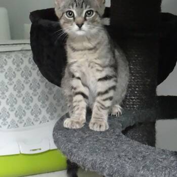 Charlie Chaplin -  Domestic Short Hair Cat for Adoption in Chesapeake Beach, Maryland - Charlie Chaplin | PetCurious