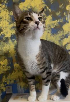 Brayden -  Domestic Short Hair Cat for Adoption in Payson, Arizona - Brayden | PetCurious