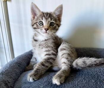 Rescue Domestic Short Hair Cats for Adoption in Raleigh, North Carolina - JO | PetCurious