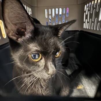Cale -  Domestic Short Hair Cat for Adoption in Des Moines, Iowa - Cale | PetCurious