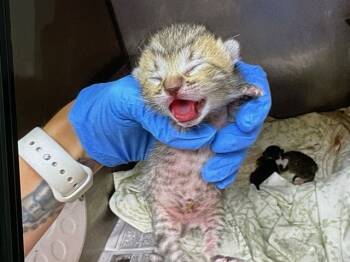 Rescue Domestic Short Hair Cats for Adoption in San Bernardino, California - A585593 | PetCurious