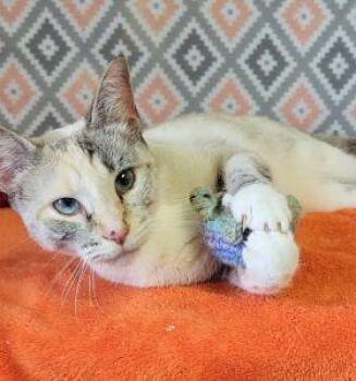 Galexi -  Domestic Short Hair Cat for Adoption in Bucyrus, Ohio - Galexi | PetCurious