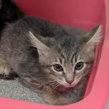 Shady -  Domestic Short Hair Cat for Adoption in Buchanan Dam, Texas - Shady | PetCurious