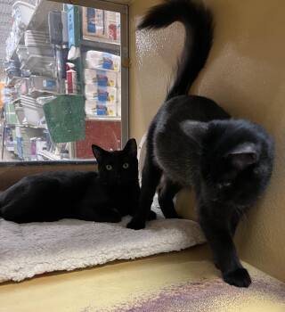 Andy & Toby -  Bombay Cat for Adoption in Charlotte, North Carolina - Andy & Toby | PetCurious