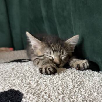 Domestic Short Hair Cats Available for Adoption in Austin, Texas - Vitamin 2 | PetCurious