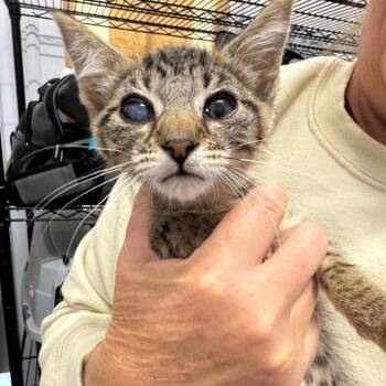 Domestic Short Hair Cats Available for Adoption in Lakewood, California - Toucan (bad Eyes) | PetCurious