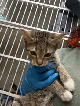 Rescue Domestic Short Hair Cats for Adoption in Danielsville, Georgia - Basilisk | PetCurious