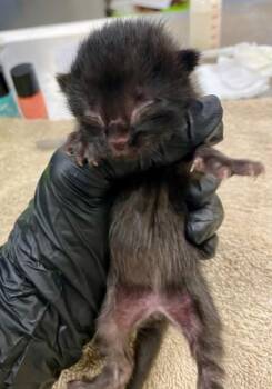 Calculator -  Domestic Short Hair Cat for Adoption in Westland, Michigan - Calculator | PetCurious