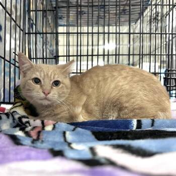 Domestic Short Hair Cats Available for Adoption - Butters | PetCurious